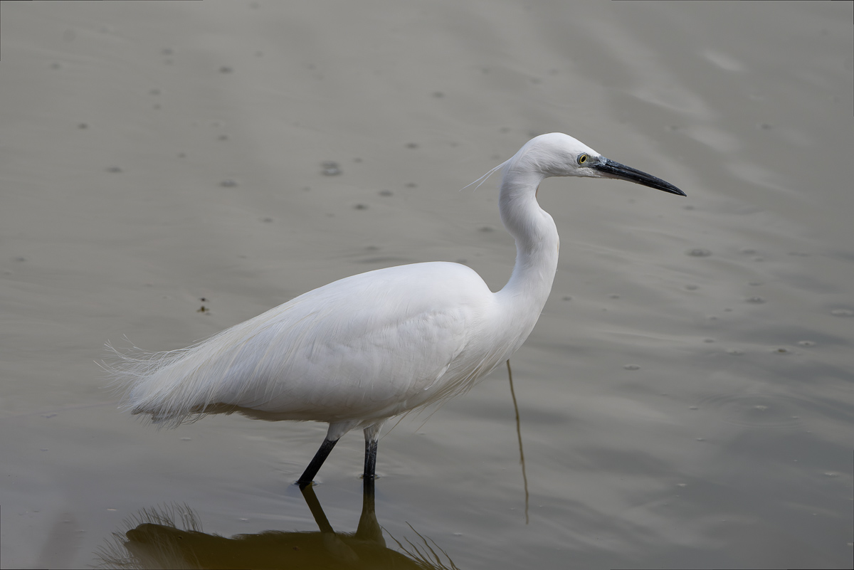 Kleine zilverreiger (Egretta garzetta)
